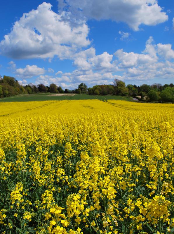 A large field of rapeseed, which is used to make canola oil.