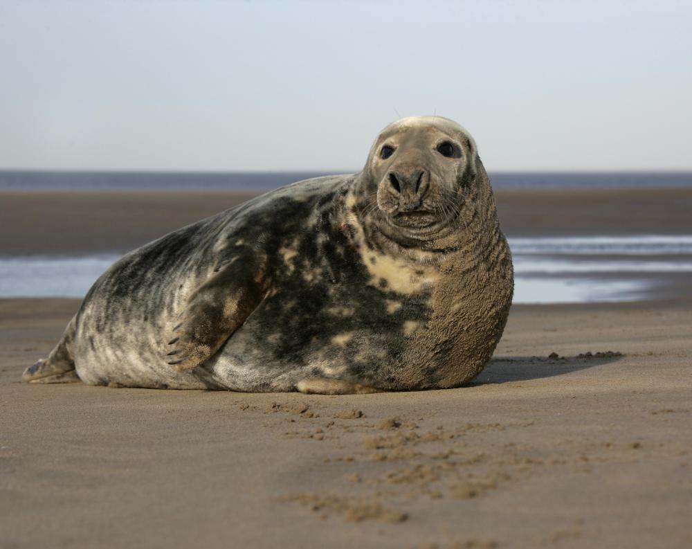 A mythical creature whose primary form is that of a seal is referred to as a selkie.