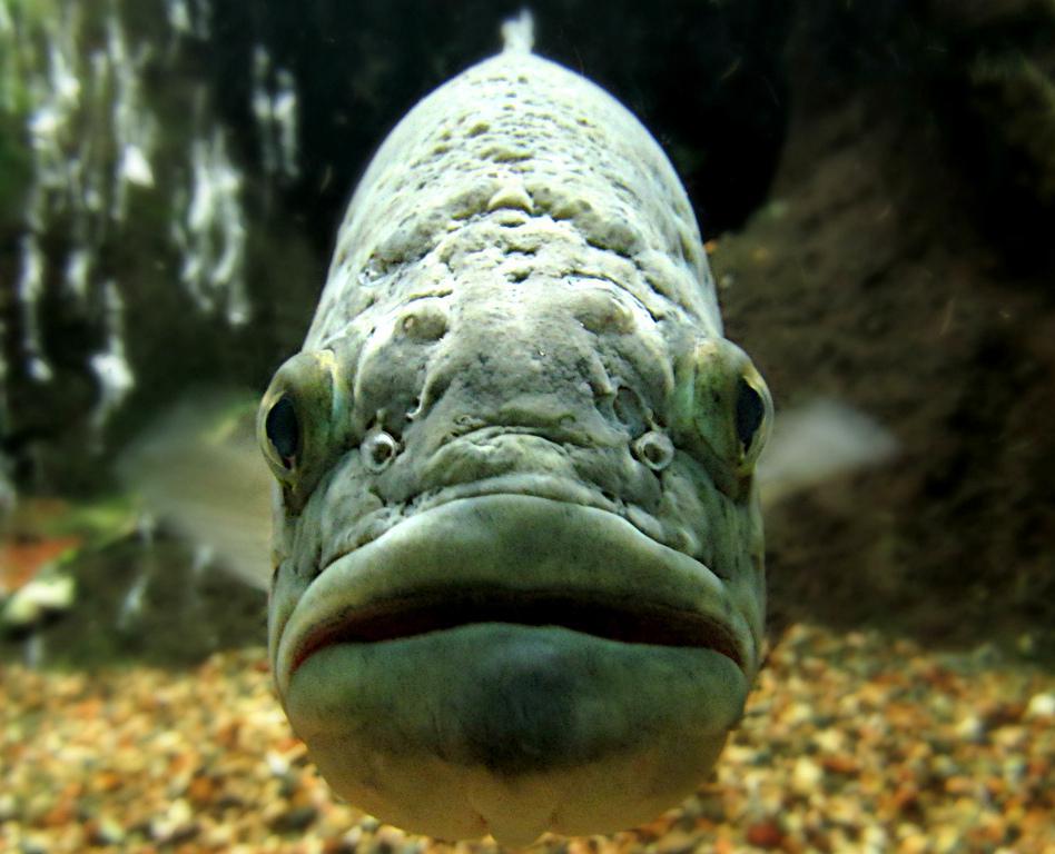 Large jig heads may be used to catch largemouth bass.