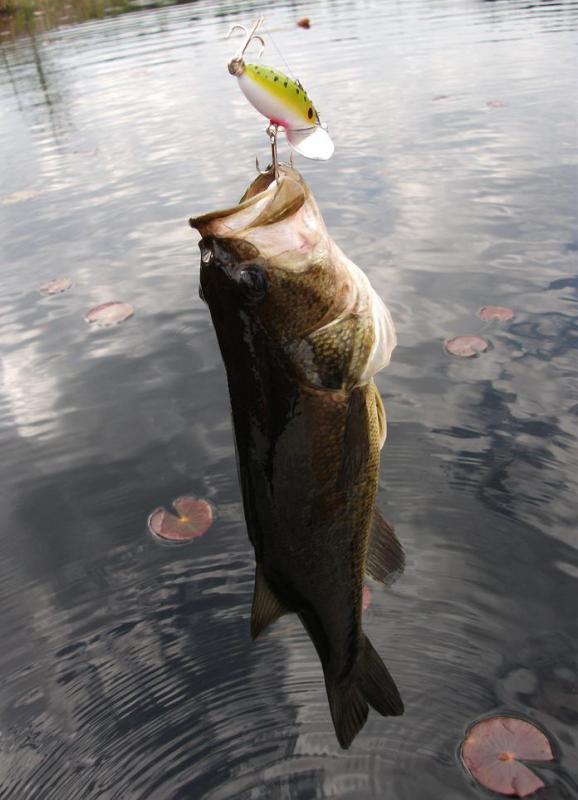 Many fishing tackle boxes include a jackknife.