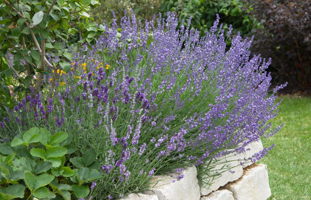 Lavender is a fragrant perennial popular in gardens.