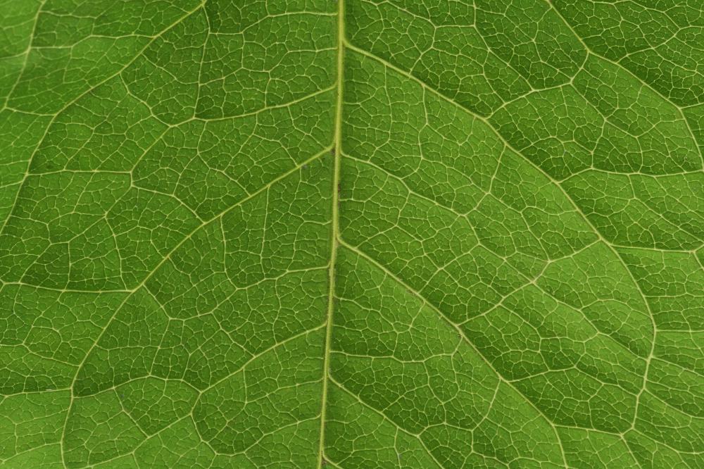 Xylem cells compose the vascular system of plants, circulating water throughout the plant.