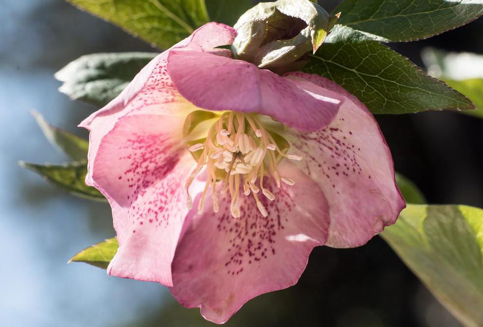 The lenten rose, which flowers in early spring, is a type of shade plant.