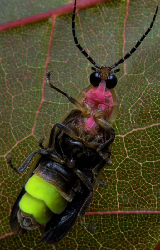 Lightning bugs utilize adenosine triphosphate to emit light.