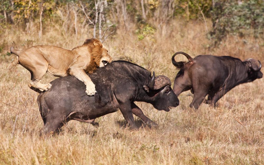 Lions occupy the niche of large predator on the African Serengeti.