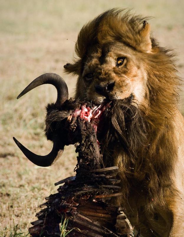 Lions occupy the predator niche in biology because they are hunters.