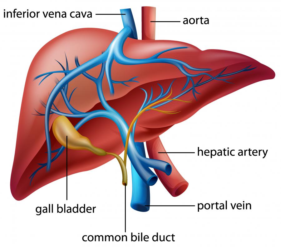 Bile produced by the liver is collected in the space of Mall.