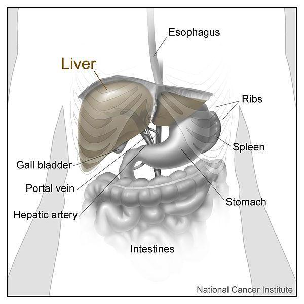 Liver and nearby organs. The hepatic artery branches off from the abdominal aorta on its way to the liver.