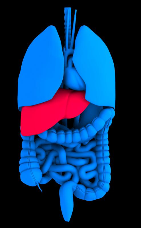 Glucose is stored in the liver in a polysaccharide called glycogen.