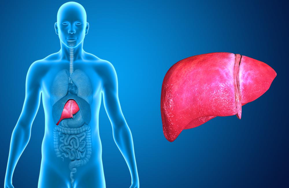The liver helps the body remove toxins -- such as alcohol -- from foods and drinks.