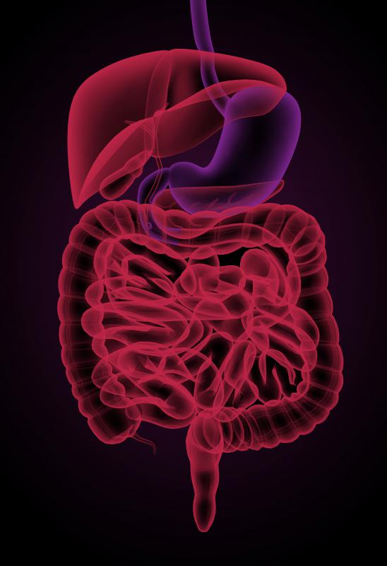 Disorders of the intestinal tract may cause low protein levels.