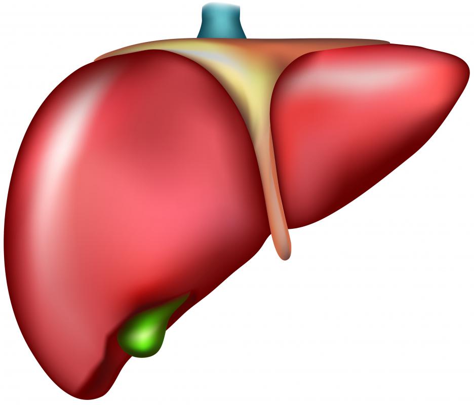 Fatty liver disease occurs when the organ's function is compromised.
