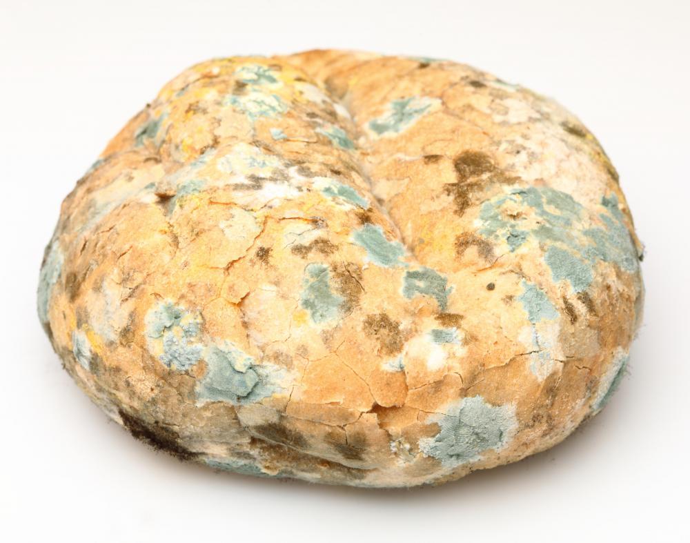 Loaf of moldy bread.