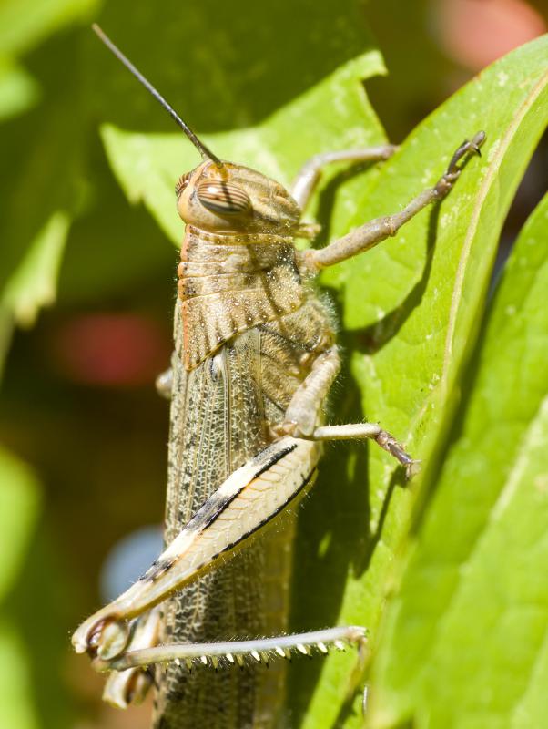 Locusts often form swarms that devour crops.