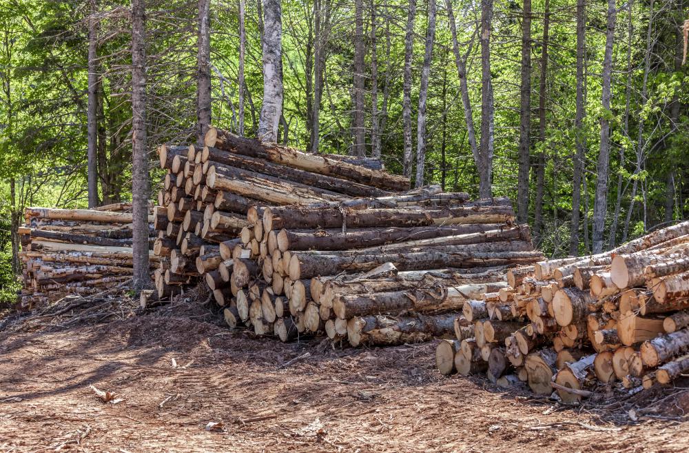 The warmth of flannel shirts makes them popular with loggers.