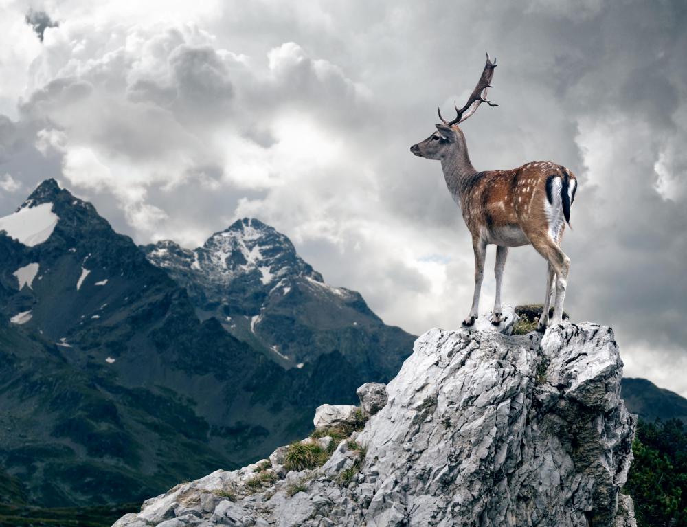 Antlers, which animals shed yearly, are a popular material for scrimshaw.