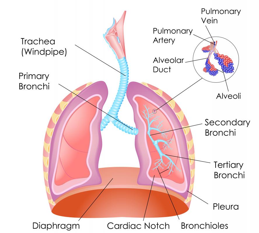 The diaphragm separates the thoracic cavity from the abdominal cavity.
