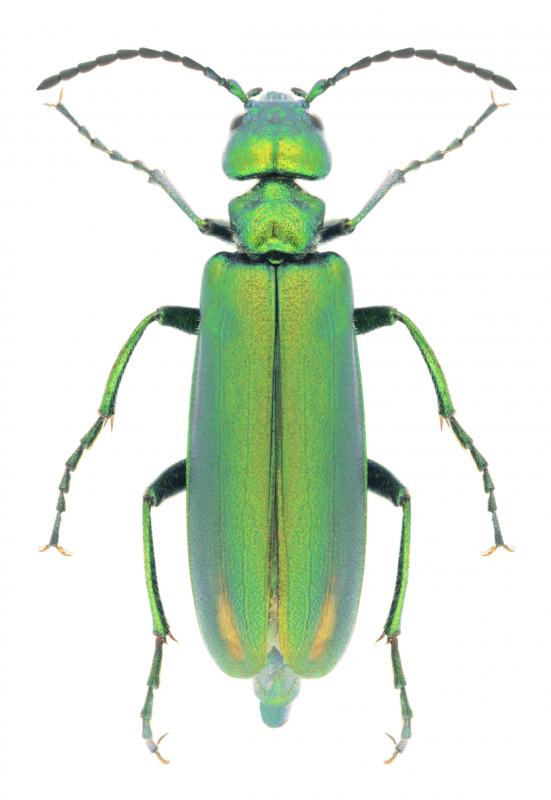 Cantharidin, a substance obtained from beetles, is sometimes used in chemical cauterization.