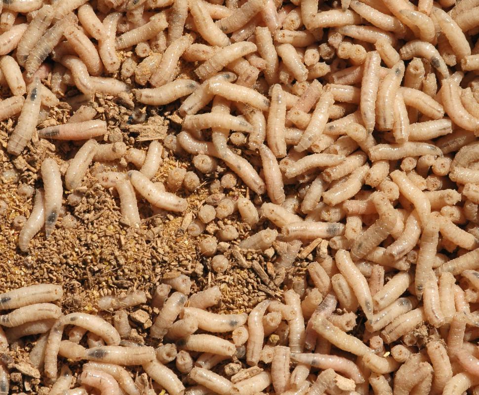 Maggots may be used during biological debridement.