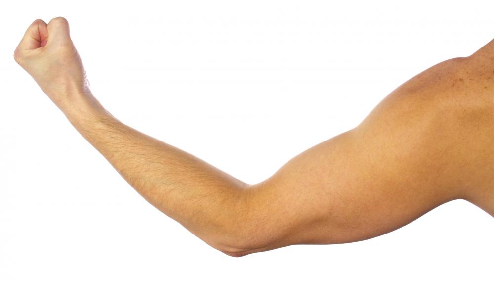 The teres major assists in movements of the arm.