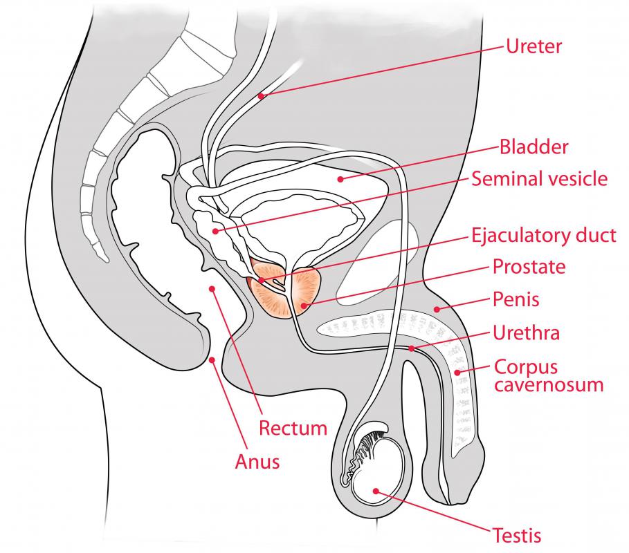 Prostatitis refers to inflammation of the prostate gland.