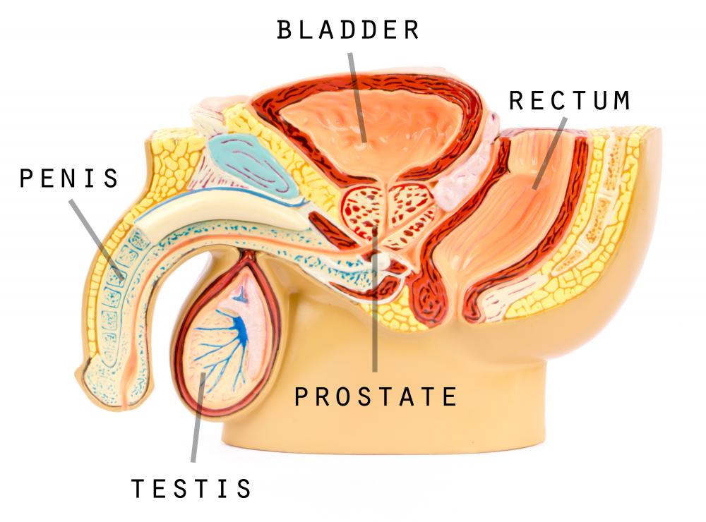 Sores, warts or other blemishes that occur on the male or female genitalia may be referred to as genital lesions.