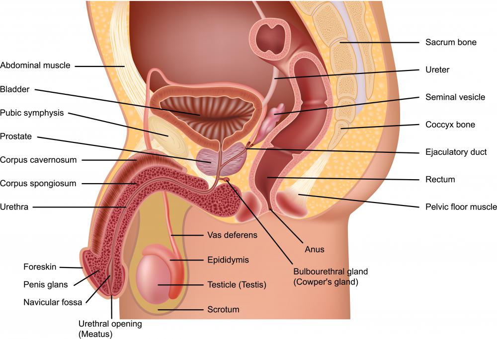 Diagram of the male reproductive system showing Cowper's, or bulbourethral, gland.