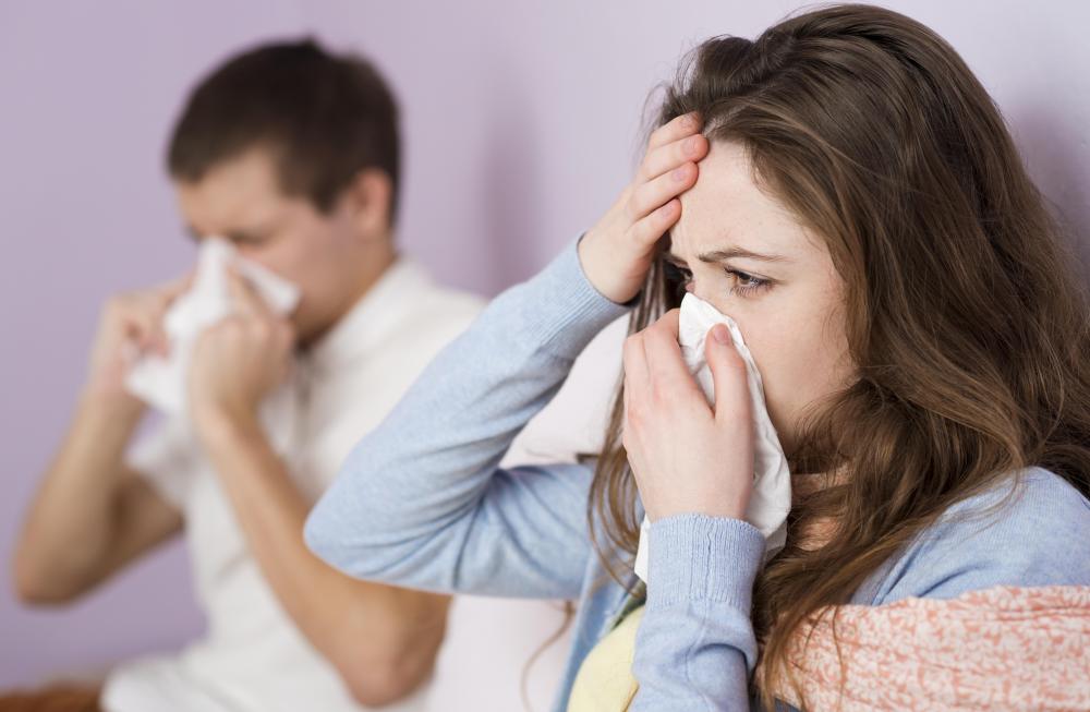 Most Haemophilus influenzae infections begin in the respiratory tract and are highly contagious.