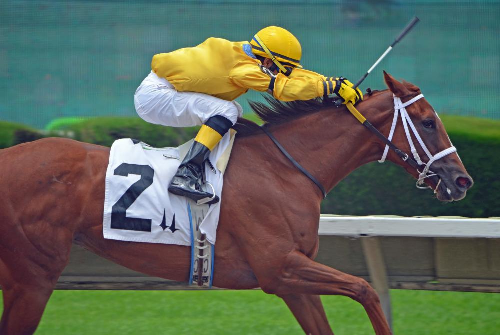 Horse tracks allow for a number of different kinds of bets on races.
