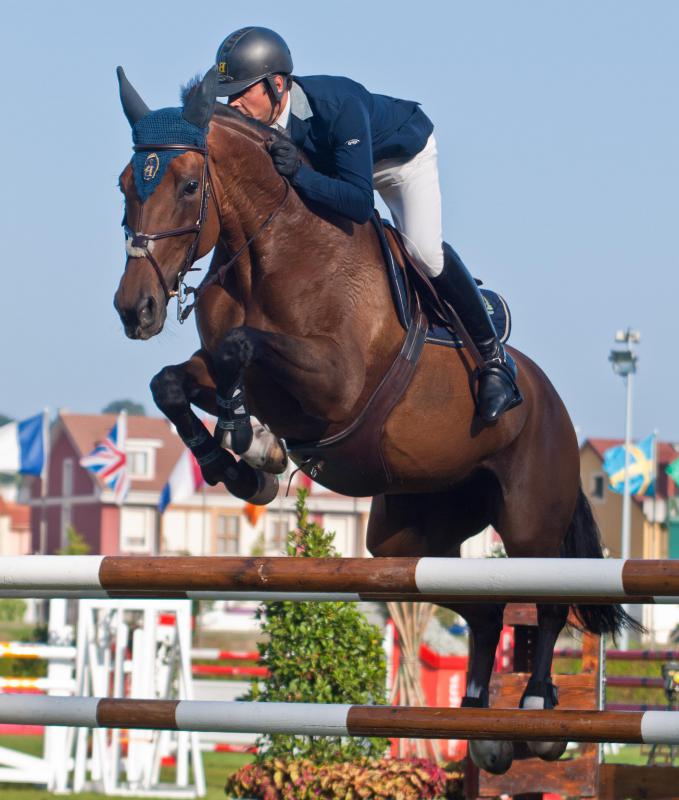 Thoroughbred horses may be featured in show jumping.