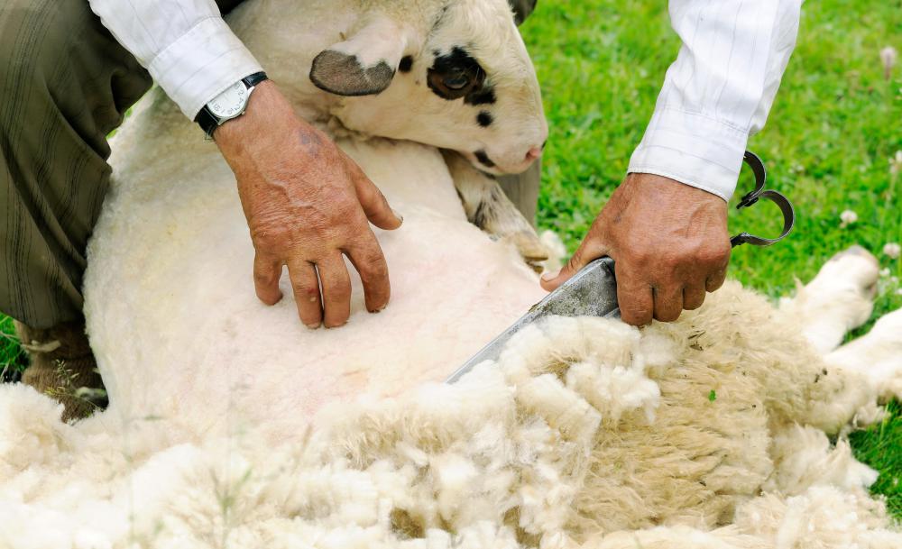 Wool is shorn from sheep.