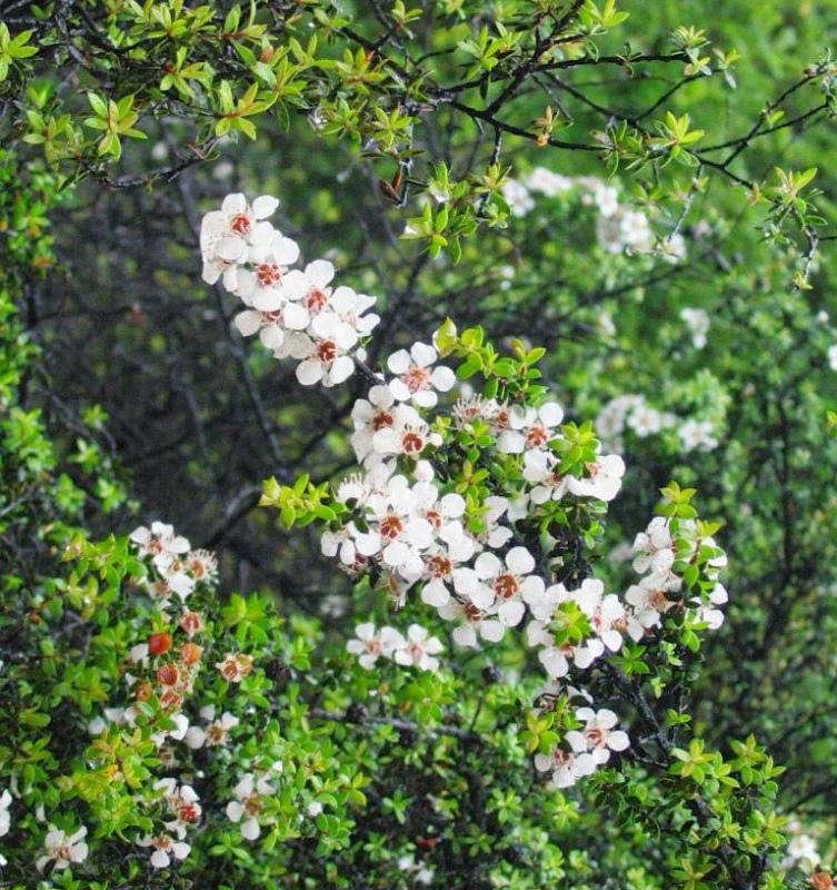 Manuka honey, which is secreted by bees that feed on the manuka bush, may help heal wounds.