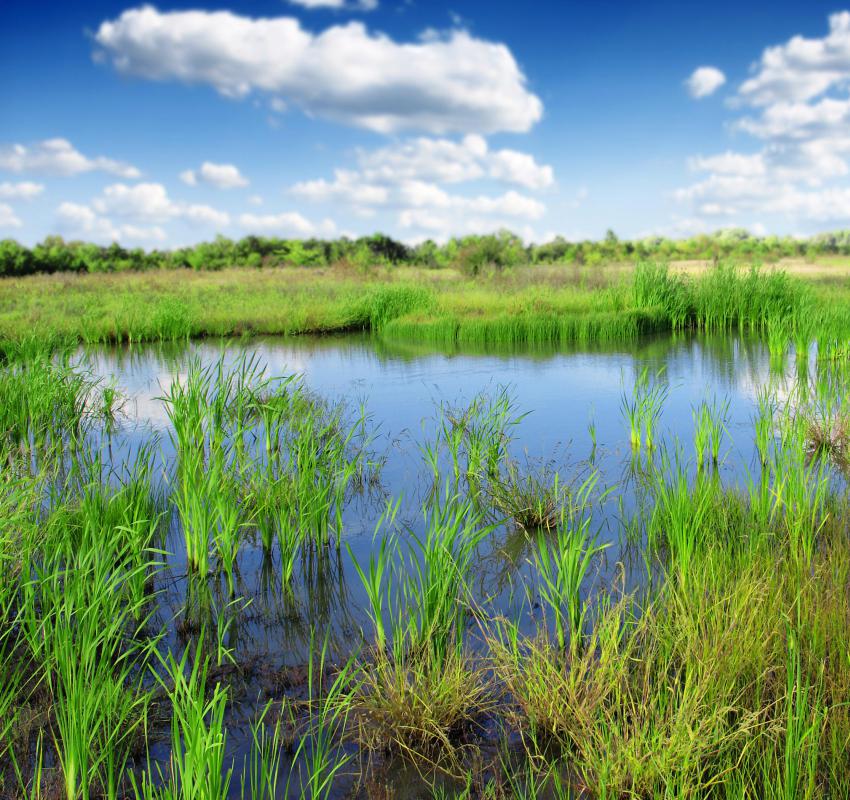 Formula grants might include funding to preserve wetlands.