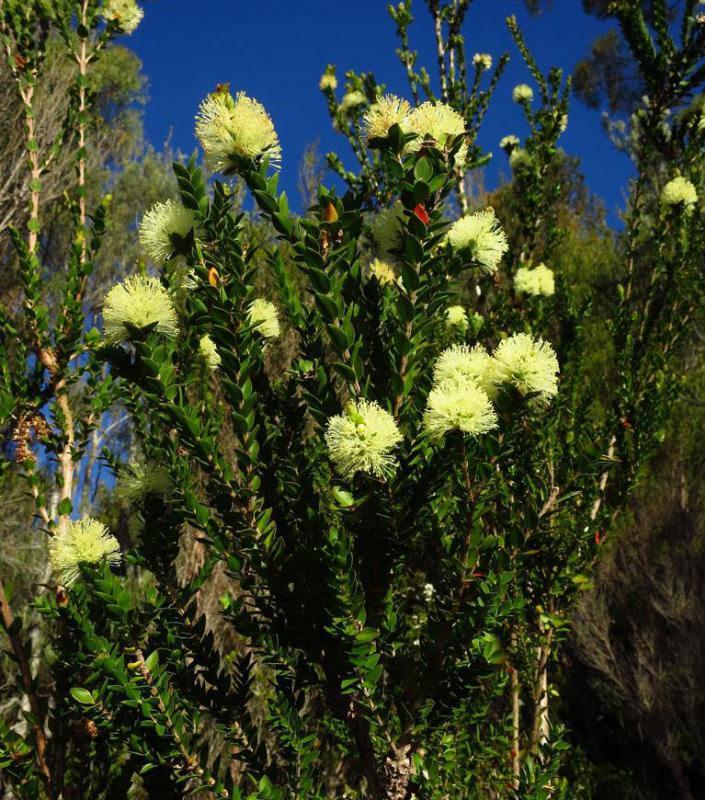 Tea tree oil is extracted from Melaleuca plants.