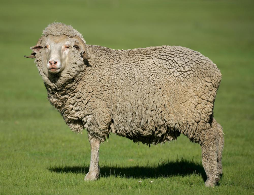 Fleece from Merino sheep is often used in wet felting.