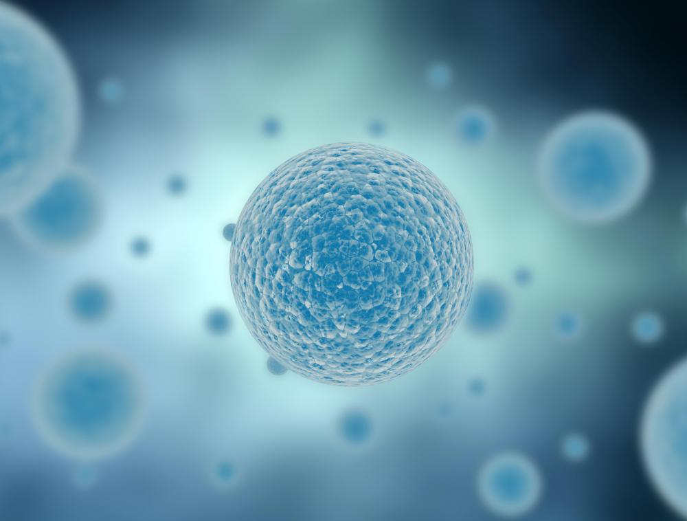Phagocytosis helps the body protect itself from harmful bacteria.
