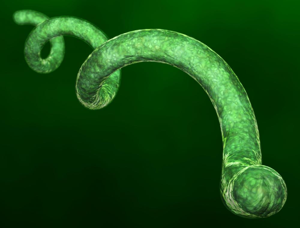Spirillum is a type of bacterium, invisible to the naked eye, that moves in a corkscrew-like fashion.