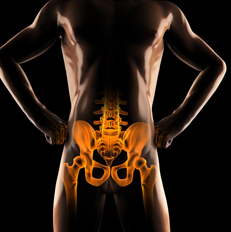 The top portion of the femur bone joins with the pelvic bones to form the hip joint.