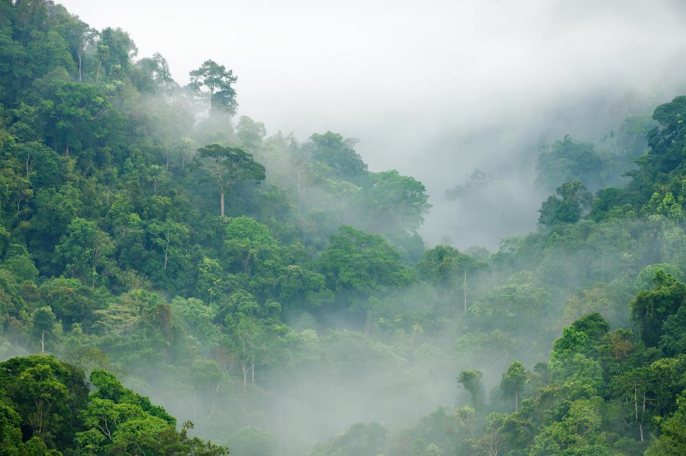 The Congo Rainforest is the second largest rainforest in the world, with the Amazon Rainforest being the largest.