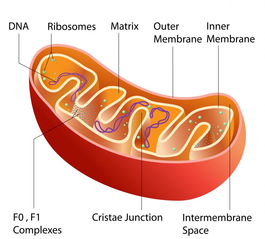 Ribosomes are found inside the mitochondria.