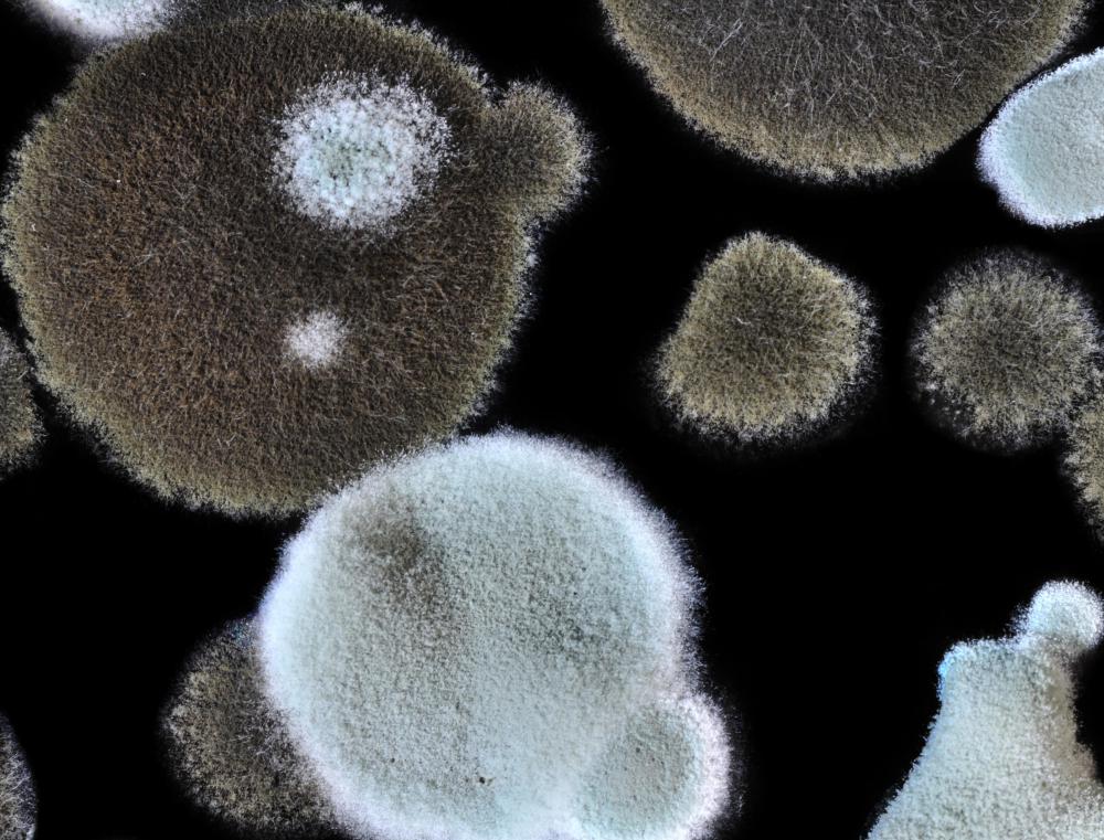 Black molds are microscopic in size and only visible to the naked eye when grouped in colonies.