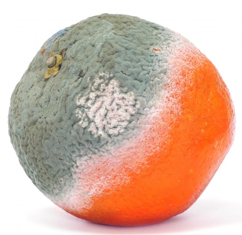 A visible form of mycelium includes the mold that grows on food.