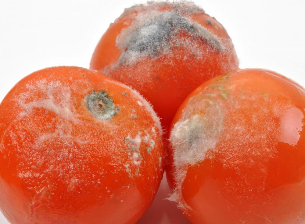 Zygomycetes are often seen in the form of feathery molds found on foods such as tomatoes.
