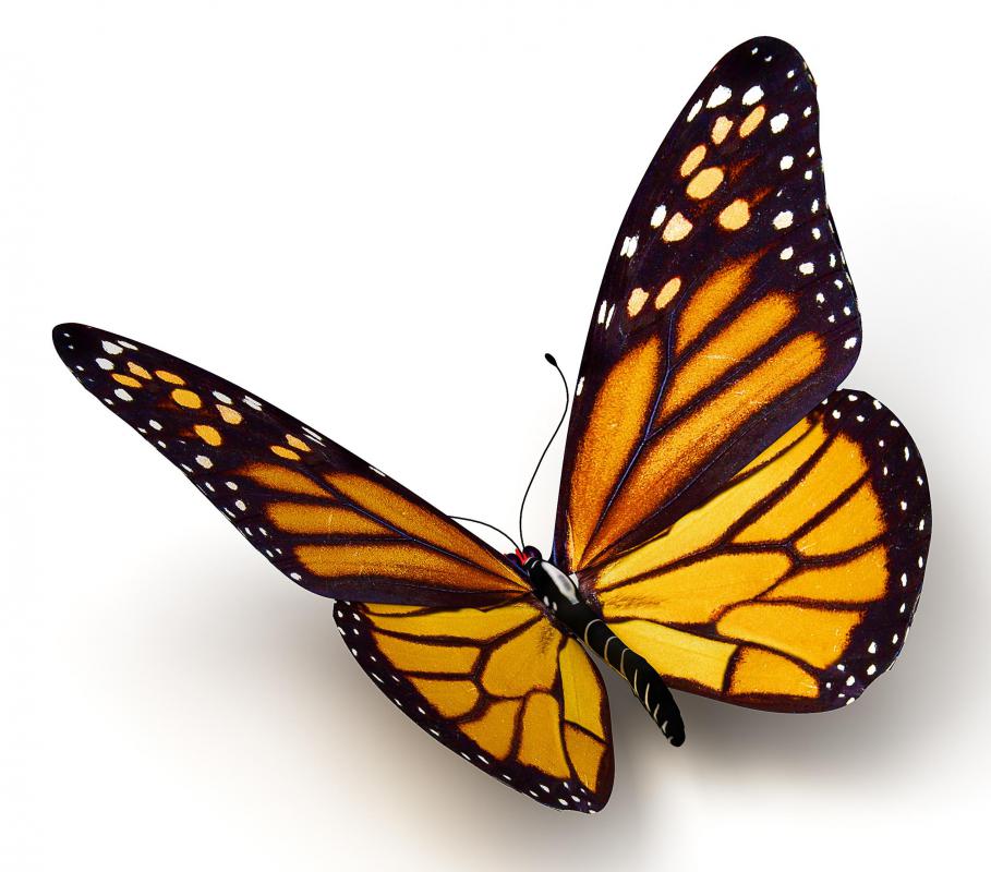 The monarch butterfly is the official insect of Idaho.