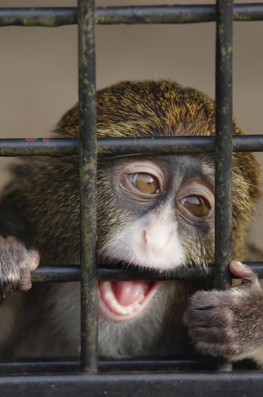 Monkeys with an impaired amygdala display difficulty adapting to social life.