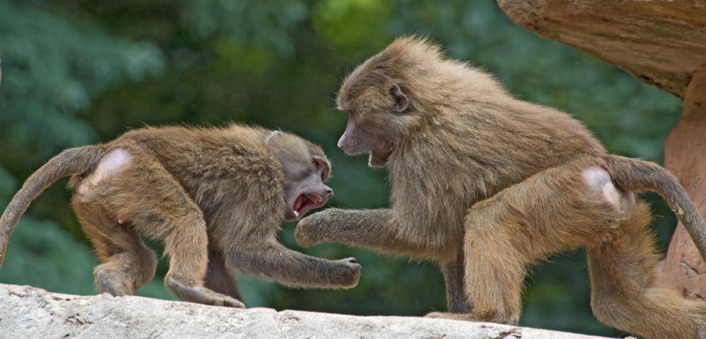 Charles Darwin observed that survival of the fittest ensured a stronger species.