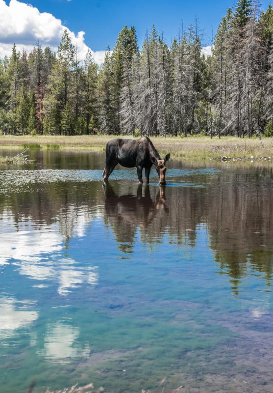 Moose inhabit Grand Teton National Park.