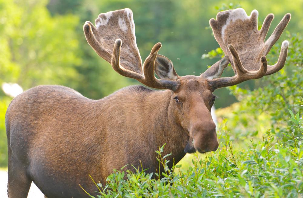 The state animal of Alaska is the moose.