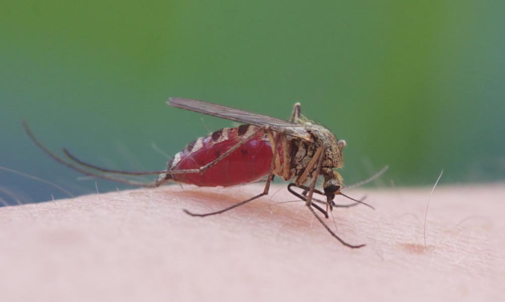 Lemongrass oil is an effective insect repellant.