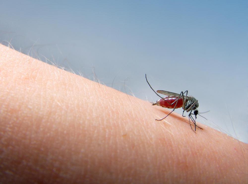mosquito with a blood filled abdomen.